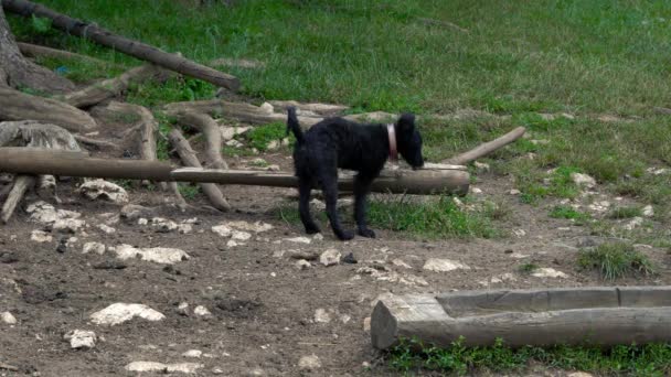 Giovane Cane Pastore Croato Vraalica Giocare Ambiente Rurale — Video Stock