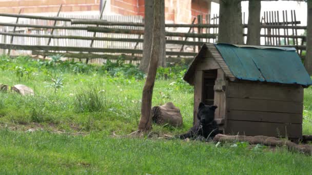 克罗地亚牧羊犬弗拉卡利卡在他家门前休息 在乡村环境 — 图库视频影像