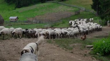 Koyun sürüsü kalemden tuza doğru çıkıyor