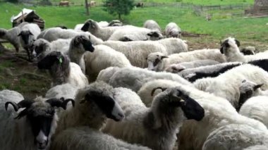 Koyunlar dağda otlatma konusunda ayrılmayı bekliyorlar