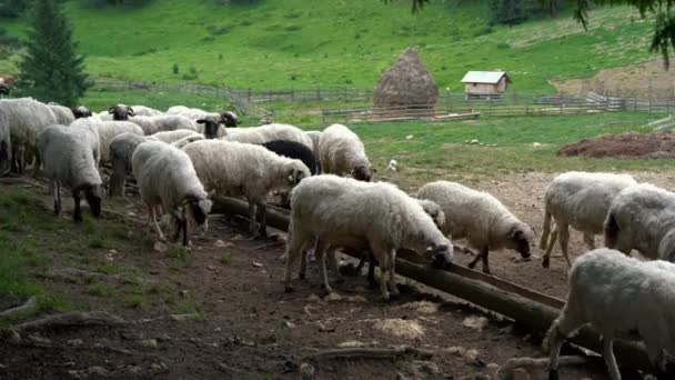Вівці Випасуються Горах — стокове відео