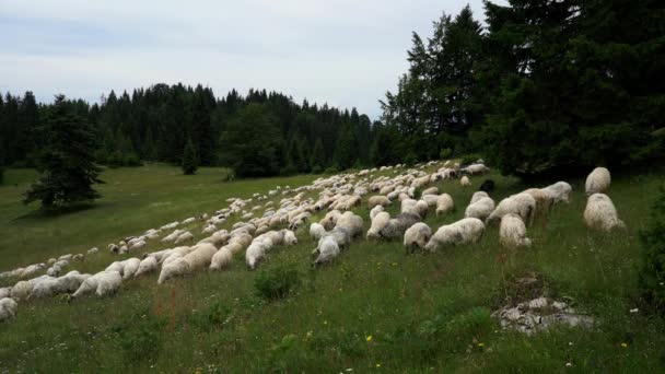 Овцы Горной Траве — стоковое видео