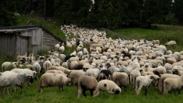 Retour Avec Pâturage Moutons Dans Montagne — Video