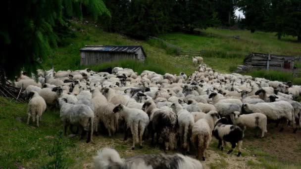 Back Sheep Grazing Mountain — Stock Video