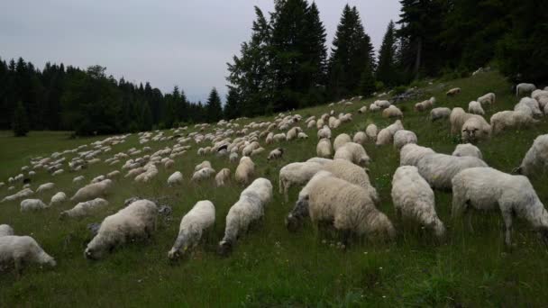 Schafe Auf Dem Berg Weiden Gras — Stockvideo