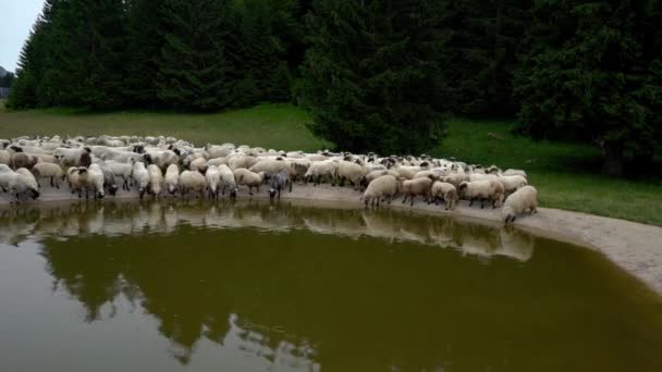 山上水池上的羊喝水 — 图库视频影像
