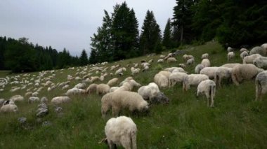 Dağdaki koyun ototları