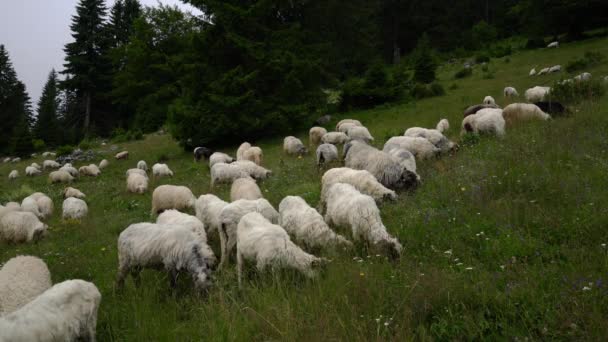 Ovelhas Grama Pastagem Montanha — Vídeo de Stock