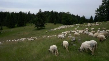 Dağdaki koyun ototları