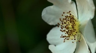 Vahşi Gül (Rosa arvensis)