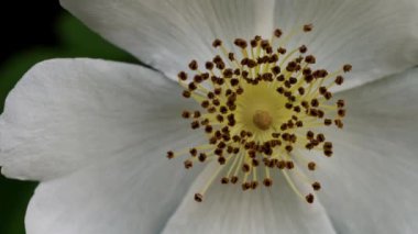 Vahşi Gül (Rosa canina) çok yakın