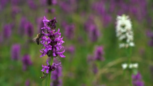 Bee Wild Lavender Field Flowers Wood Betony Betonica Officinalis — Stock Video