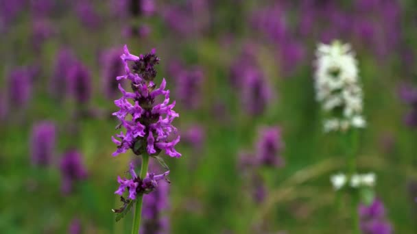 Wild Lavender Violet White Rack Focus Wood Betony Betonica Officinalis — Stock Video