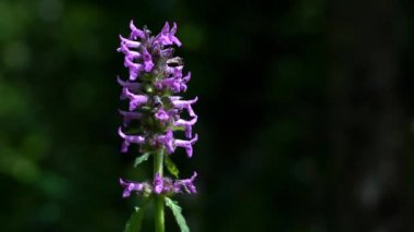 Çiçek tarlasında vahşi Violet Lavanta Wood Betony (Betonica officinalis)