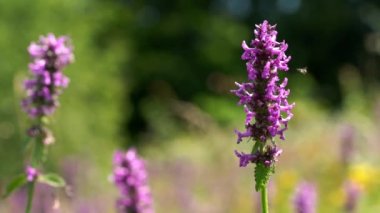 Çiçek tarlasında vahşi Violet Lavanta Wood Betony (Betonica officinalis)