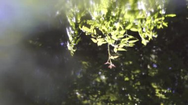 Su birikintisi üzerinde aynada Orman