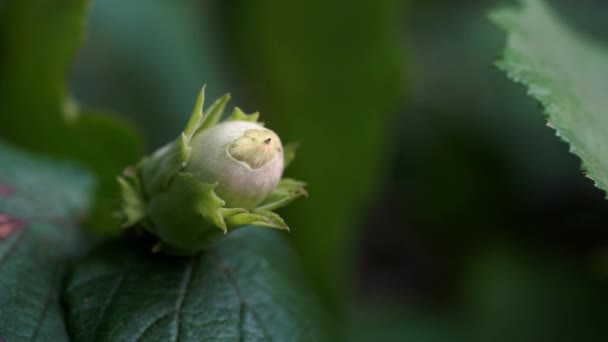 Wilde Onrijpe Hazelnoten Hazel Tree — Stockvideo