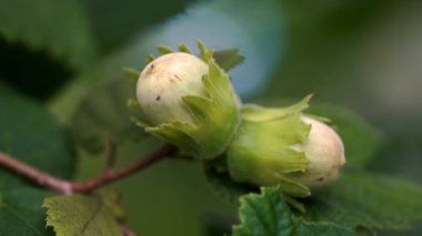 Fındık ağacında yabani fındık (Corylus avellana)