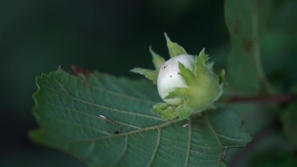 ヘーゼルの木に野生の未熟なヘーゼルナッツ — ストック動画