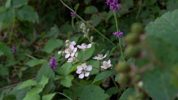 花から緑への野生のブラックベリー フロカスラック — ストック動画