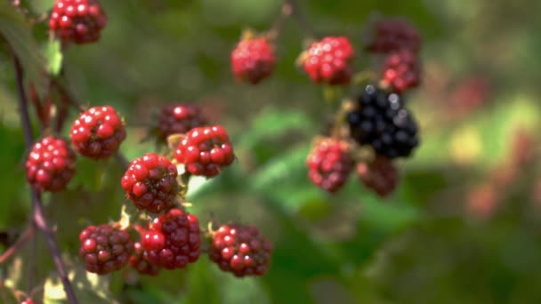 野生黑莓从红色到成熟 焦点机架 — 图库视频影像
