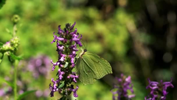 Papillon Sur Fleurs Sauvages Milieu Naturel — Video