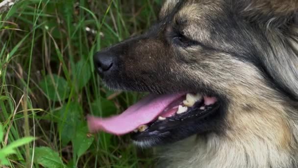 Задыхающаяся Собака Лежит Траве — стоковое видео