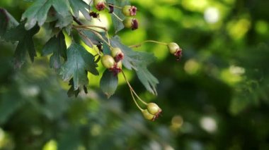 Hafif esinti üzerinde Unripe Hawthorn