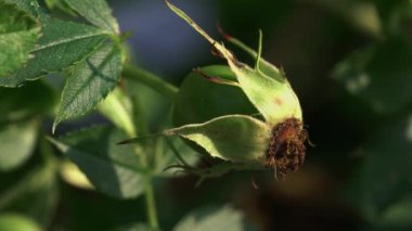 Olgunlaşmamış Vahşi Gül Kalçası hafif esintide)