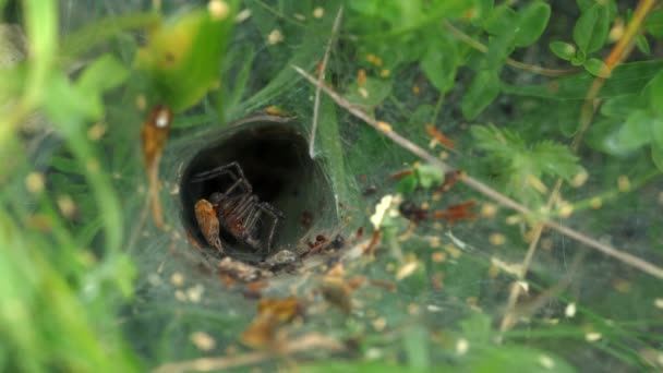 蜘蛛杀死受害者到巢 — 图库视频影像