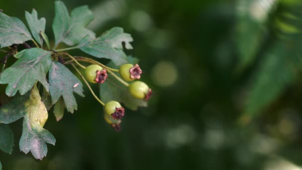 Aubépine Immature Sous Une Légère Brise — Video