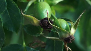 Olgunlaşmamış Vahşi Gül Kalçası hafif esintide)