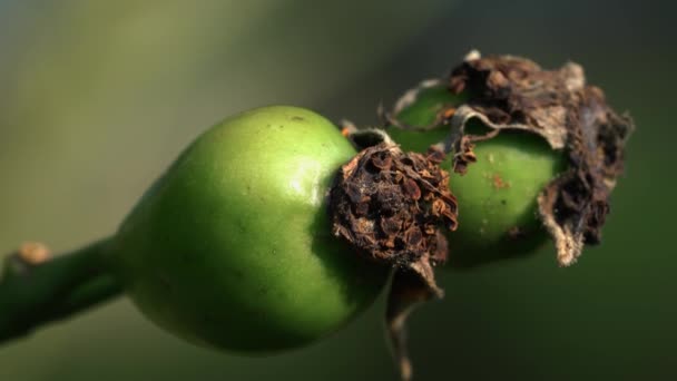 Rosa Cadera Salvaje Inmadura Ligera Brisa — Vídeo de stock