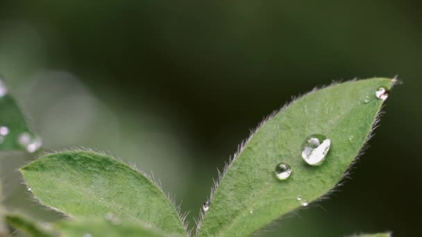 Gotas Agua Hoja Balanceándose Suavemente — Vídeo de stock