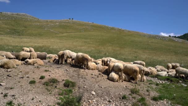 Вівці Горі Відпочивають Опівдні Біля Поливної Ями — стокове відео