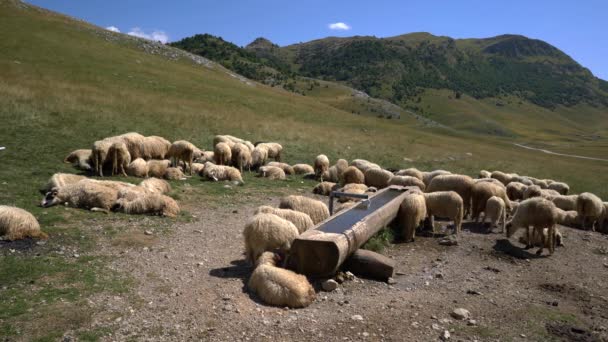 Ovelhas Montanha Descansam Meio Dia Buraco Rega — Vídeo de Stock