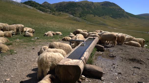 Ovejas Descanso Montaña Mediodía Abrevadero — Vídeos de Stock