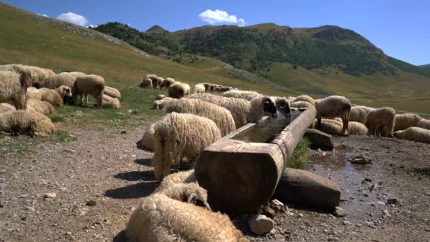 Ovelhas Montanha Descansam Meio Dia Buraco Rega — Vídeo de Stock