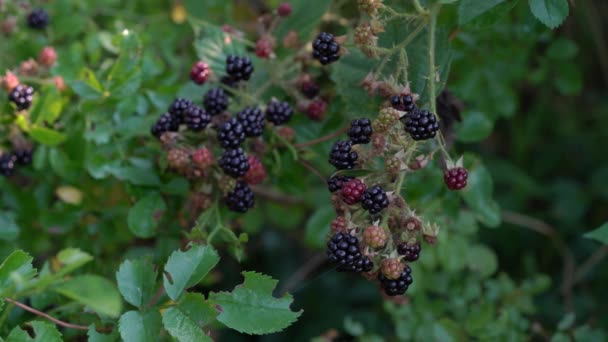 Wilde Reife Brombeeren Pflücken Für Saft — Stockvideo