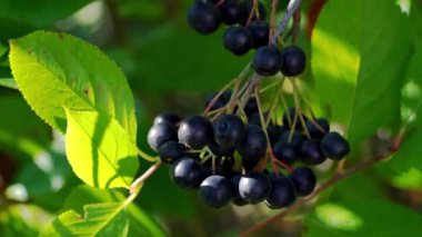 Aronia Olgun dal (Melanocarpa)
