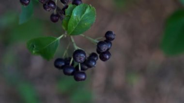 Dalda Ripe Aronia toplama (Melanocarpa)