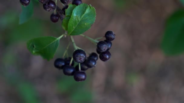 枝に熟したアロニアを摘む メラノカルパ — ストック動画