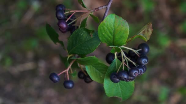 Cueillette Aronia Mûre Sur Branche Melanocarpa — Video