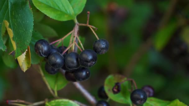 Plukken Van Rijpe Aronia Tak Melanocarpa — Stockvideo