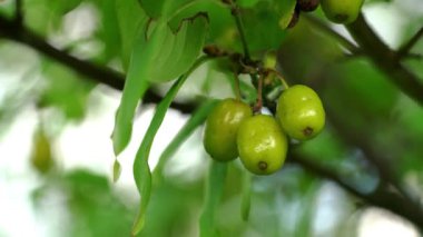 Doğal ortamda olgunlaşmamış Avrupa Cornel (Cornus mas)