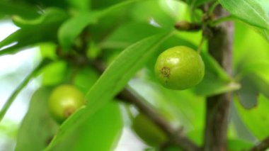 Doğal ortamda olgunlaşmamış Avrupa Cornel (Cornus mas)