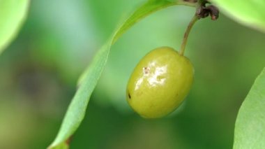 Doğal ortamda olgunlaşmamış Avrupa Cornel (Cornus mas)