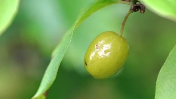 Éretlen Európai Cornel Cornus Mas Természetes Környezetben — Stock videók