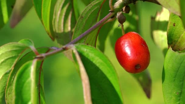 Empezar Madurar Cornel Europeo Cornus Mas Entorno Natural — Vídeo de stock