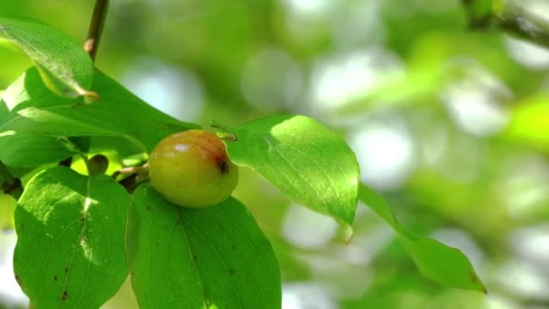 Inizia Maturazione Del Corniolo Europeo Cornus Mas Ambiente Naturale — Video Stock